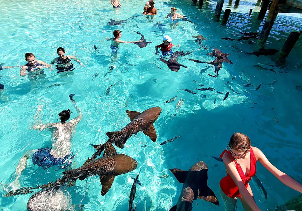 Nurse sharks in the crystal-clear waters of Staniel Cay, Bahamas